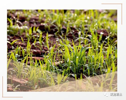 常见边坡坡面防护设计,你真的搞懂了吗?的图8